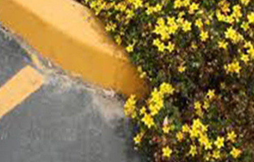 رنگ جدول مخصوص خیابان